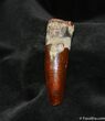 Awesome / Inch Rooted Spinosaurus Tooth #709-1